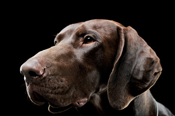 Studio headshot of a lovely deutsch kurzhaar