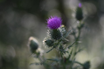 Gewöhnliche Kratzdistel