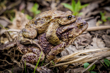Frogs mating on ground