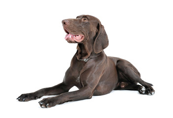 Studio shot of a lovely deutsch kurzhaar