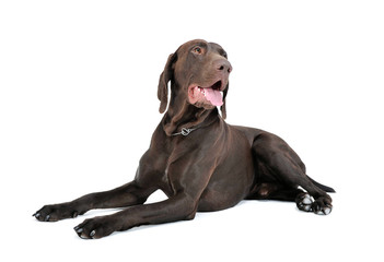 Studio shot of a lovely deutsch kurzhaar