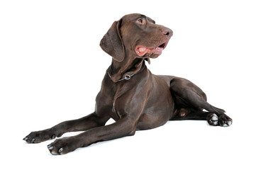 Studio shot of a lovely deutsch kurzhaar