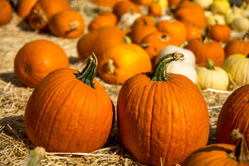 Pumpkins on the hay.