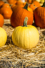 Nice yellow and orange pumpkins.