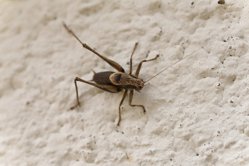 grasshopper,  Pholidoptera griseoaptera clings to the wall