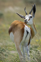 Springbok in der Etosha Pfanne