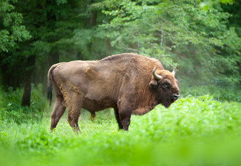 equropean bison or zubr in national park