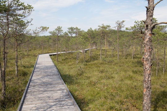 Wooden road leading to bog