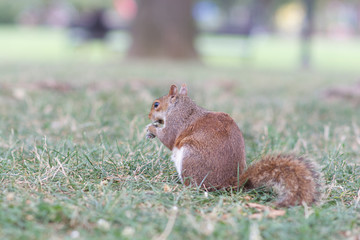 Eichhörnchen