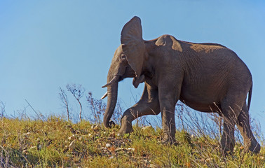 Fototapeta na wymiar African elephant with big ears