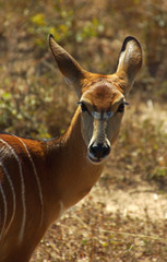 african antelope