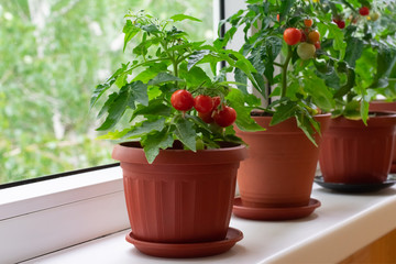 Small bush of balcony cherry tomatos in brown pots on white windowsill. Gardening tomatoes in the...