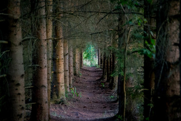 Row of evergreen trees