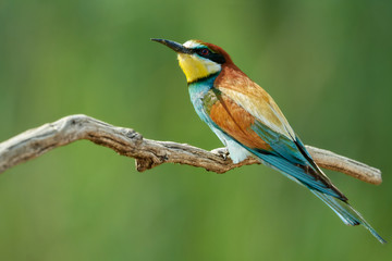 Colorful bee-eater bird (Merops apiaster) sits on a tree branch against green nature background
