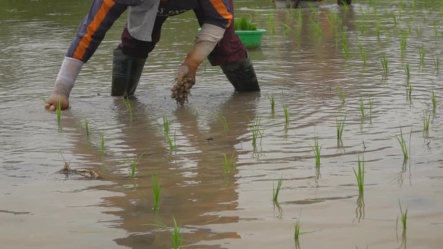 Asian farmer transplant rice seedlings in rice field,Farmer planting rice in the rainy season, Asian farmer is withdrawn seedling and kick soil flick of Before the grown in paddy field, Thailand.