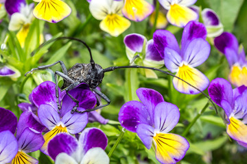 Obraz premium A grasshopper with a long mustache sits on a flower Bud in the garden. Flowers with a large insect close-up.