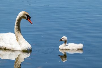Family of amazing beautiful white swans swimming in the calm blue water of Pamvotida lake, Ioannina Epirus, Greece, spring daytime