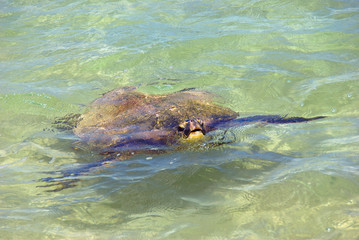 Sea turtles on the North Shore of Oahu, Hawaii