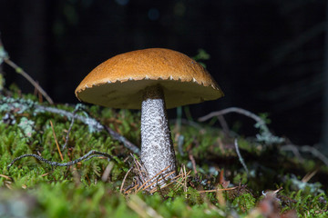 Red-capped scaber stalk