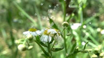 Sudden rain and chamomile. Slow motion allows you to see what sticky drops, what viscous water. Super slow motion 1000 fps - Powered by Adobe