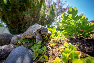 Russian tortoise exploring