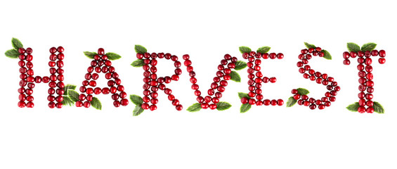 inscription Harvest Cherry Berry Isolate Text Banner