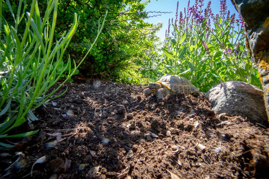 Russian tortoise exploring garden
