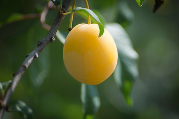 A branch of a cherry plum tree is strewn with yellow ripe fruits of cherry plum, close-up. Ripe cherry plum on a branch.