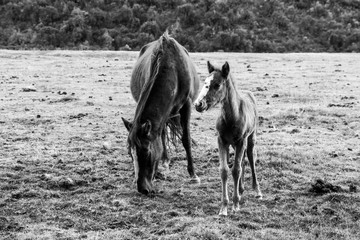 Mare with her foal