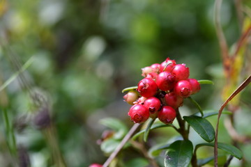 Preiselbeeren
