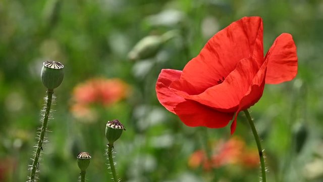 Close up red poppy flowers in green field