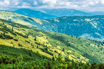 Dwarf mountain pine and coniferous forest, Low Tatras, Slovakia