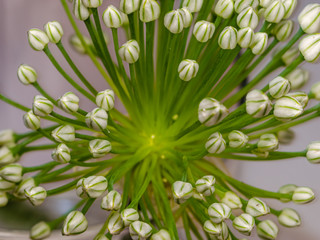 Top macro view of a blooming Onion flower