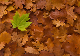 Green fresh fallen leaf on dead autumn bronze background