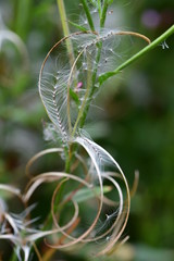 Samenstand, Kleinblütiges Weidenröschen
