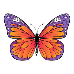 colourful butterfly on white background Vector art