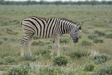 Fototapeta na wymiar Zebras in der Etosha Pfanne Namibia