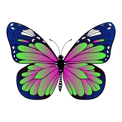 colourful butterfly on white background Vector art