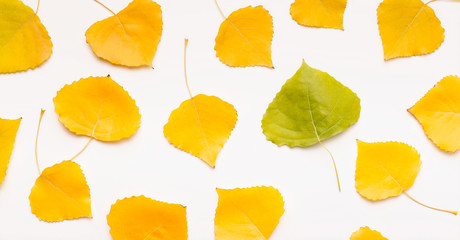 Yellow leaves with one different fallen over white background