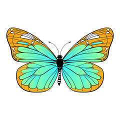 colourful butterfly on white background Vector art
