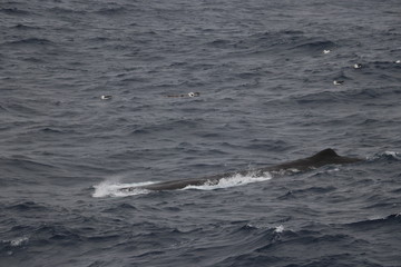 Fototapeta premium spermwhale breaching the ocean 