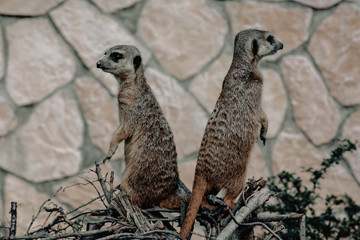 Fototapeta premium meerkat on guard