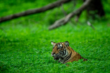 In an evening safari to buffer zone during monsoon season A handsome and wild male tiger (panthera tigris) sighted in green background after heavy rains at Ranthambore National Park, Rajasthan, India