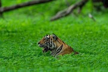 In an evening safari to buffer zone during monsoon season A handsome and wild male tiger (panthera tigris) sighted in green background after heavy rains at Ranthambore National Park, Rajasthan, India