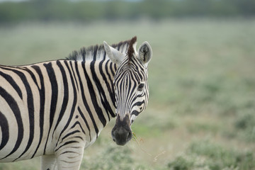 Fototapeta premium Zebras in der Etosha Pfanne Namibia