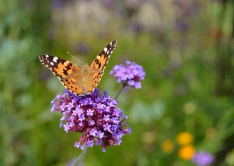 Le vulcain : papillon