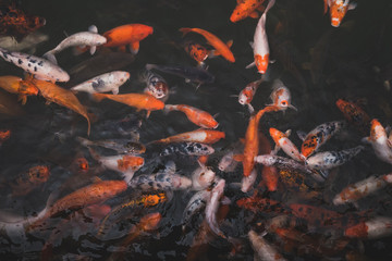 Koi carp fish swimming
