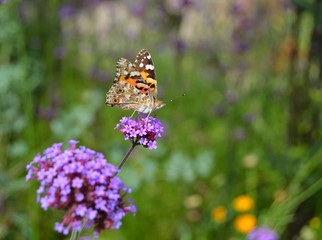 Le vulcain : papillon