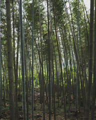 Fototapeta na wymiar Bamboo forest of Mingyue Mountain, China