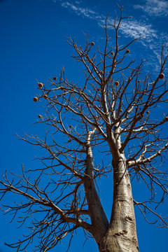 Boab tree with fruits and without leaves at the dry season with blue sky at the Kimberleys - Western Australia